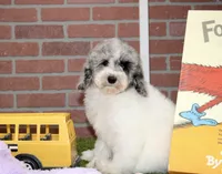 WHITE AND MERLE FEMALE 968, a female Cockapoo for sale in Pittsburg, KS – 6 of 10