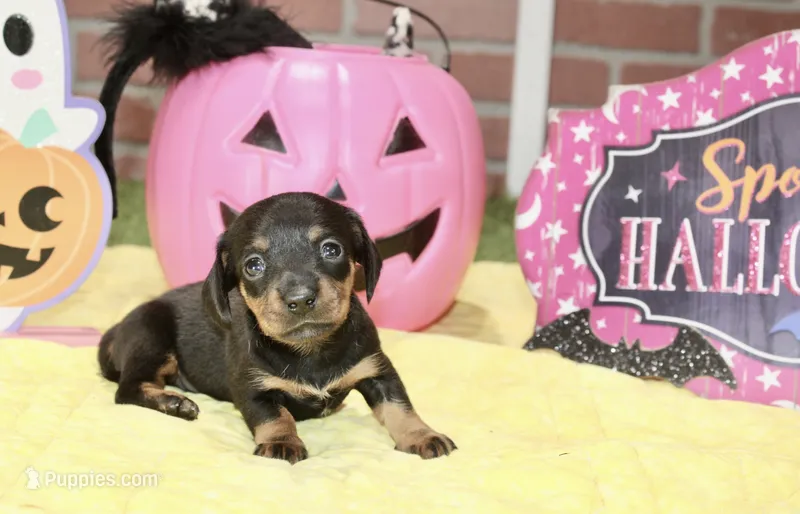 BLACK/TAN FEMALE DACHSHUND 3219 – Miniature Dachshund puppy for sale in Pittsburg, KS