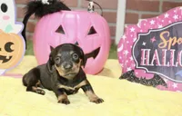 BLACK/TAN FEMALE DACHSHUND 3219, a female Miniature Dachshund for sale in Pittsburg, KS – 1 of 5