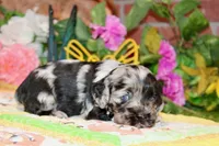 BLUE MERLE MALE 016, a male Cocker Spaniel for sale in Pittsburg, KS – 2 of 7