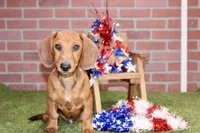 SHADED RED MALE! 001, a male Miniature Dachshund for sale in Pittsburg, KS – 2 of 10