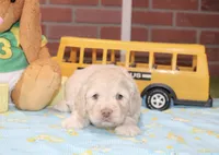 CREAM MALE COCKAPOO 202, a male Cockapoo for sale in Pittsburg, KS – 4 of 4