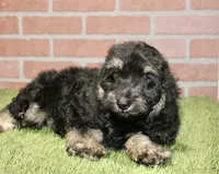 PHANTOM MALE COCKAPOO 102, a male Cockapoo for sale in Pittsburg, KS – 4 of 10