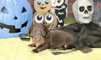 CHOCOLATE/TAN MALE DACHSHUND 3216, a male Miniature Dachshund for sale in Pittsburg, KS – 2 of 5