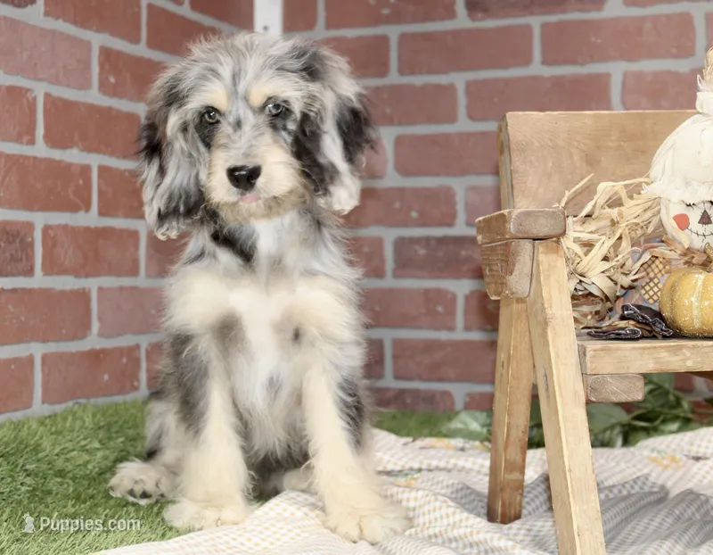 CHOCOLATE MERLE MALE 3103 – Cockapoo puppy for sale in Pittsburg, KS