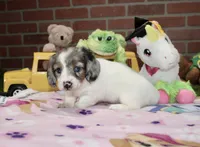 BLUE PIEBALD FEMALE DACHSHUND 125, a female Miniature Dachshund for sale in Pittsburg, KS – 4 of 4