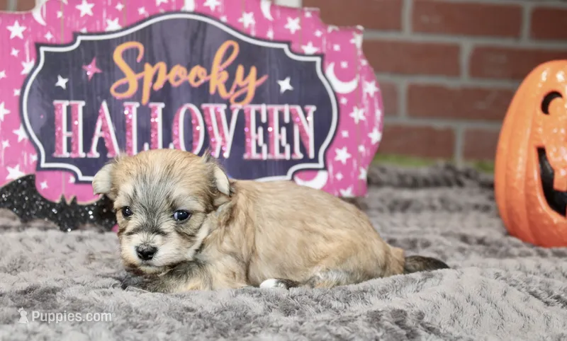 GRIZZLE MORKIE FEMALE 3195 – Morkie puppy for sale in Pittsburg, KS
