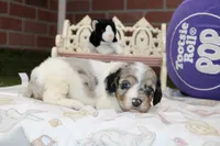 BLUE MERLE/WHITE MALE COCKAPOO 104, a male Cockapoo for sale in Pittsburg, KS – 3 of 4