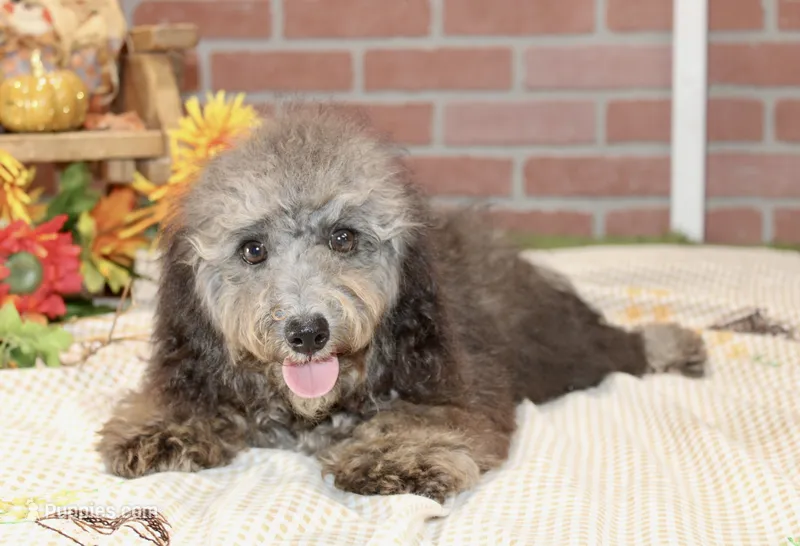COCKAPOO FEMALE 967 – Cockapoo puppy for sale in Pittsburg, KS