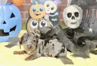 SILVER DAPPLE MALE DACHSHUND 3212, a male Miniature Dachshund for sale in Pittsburg, KS – 3 of 5