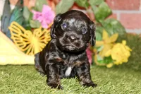 BLACK MALE 017, a male Cocker Spaniel for sale in Pittsburg, KS – 2 of 7