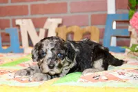 MINI MALE COCKAPOO 963, a female Cockapoo for sale in Pittsburg, KS – 4 of 5