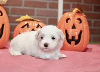 WHITE/CREAM MALTIPOO MALE 3047, a male Maltipoo for sale in Pittsburg, KS – 3 of 5