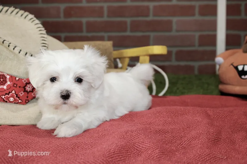 WHITE MALE MALTESE 3127 – Maltese puppy for sale in Pittsburg, KS