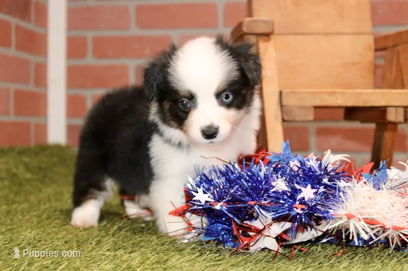 Toy Auggie – Australian Shepherd, Pembroke Welsh Corgi puppy for sale in Pittsburg, KS