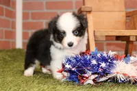 Toy Auggie, a male Australian Shepherd and Pembroke Welsh Corgi for sale in Pittsburg, KS – 1 of 4