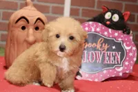 RED FEMALE YORKIEPOO 199, a female Yorkipoo for sale in Pittsburg, KS – 3 of 8