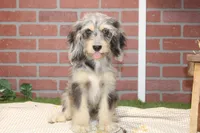 CHOCOLATE MERLE COCKAPOO MALE 3103, a male Cockapoo for sale in Pittsburg, KS – 5 of 9