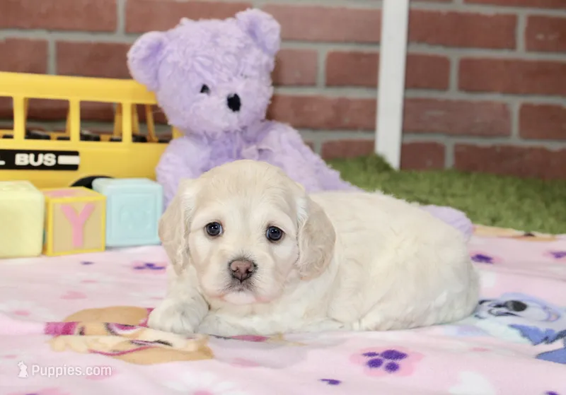 CREAM FEMALE COCKAPOO 203 – Cockapoo puppy for sale in Pittsburg, KS