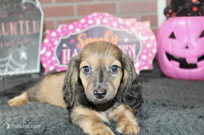 SHADED CREAM FEMALE 210 – Miniature Dachshund puppy for sale in Pittsburg, KS