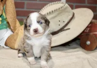 RED/WHITE MERLE MALE TOY AUSSIE 229, a male Toy Australian Shepherd for sale in Pittsburg, KS – 3 of 4