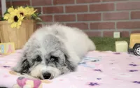 WHITE AND MERLE FEMALE 968, a female Cockapoo for sale in Pittsburg, KS – 4 of 10