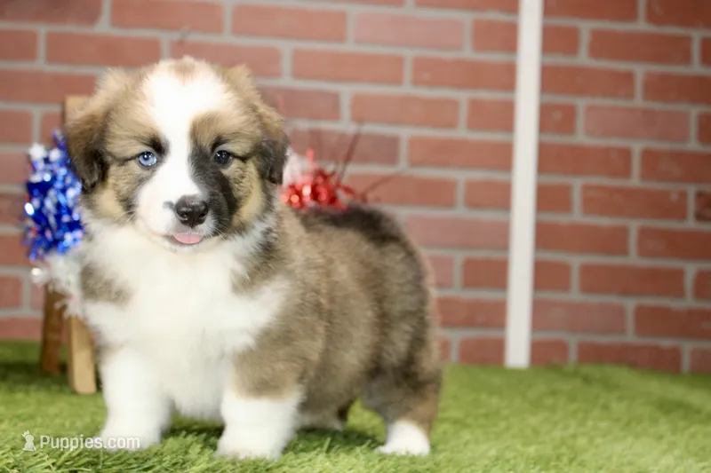 SABLE/WHITE FEMALE AUGGIE 988 – Australian Shepherd, Pembroke Welsh Corgi puppy for sale in Pittsburg, KS