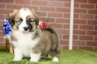 SABLE/WHITE FEMALE AUGGIE 988, a male Australian Shepherd and Pembroke Welsh Corgi for sale in Pittsburg, KS – 1 of 4
