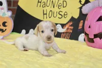 CREAM/WHITE PIED FEMALE DACHSHUND 024, a female Miniature Dachshund for sale in Pittsburg, KS – 4 of 5
