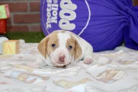 CREAM/WHITE PIED MALE 090, a female Dachshund for sale in Pittsburg, KS – 4 of 4