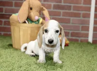 CREAM PIEBALD MALE DACHSHUND 123, a male Miniature Dachshund for sale in Pittsburg, KS – 6 of 8