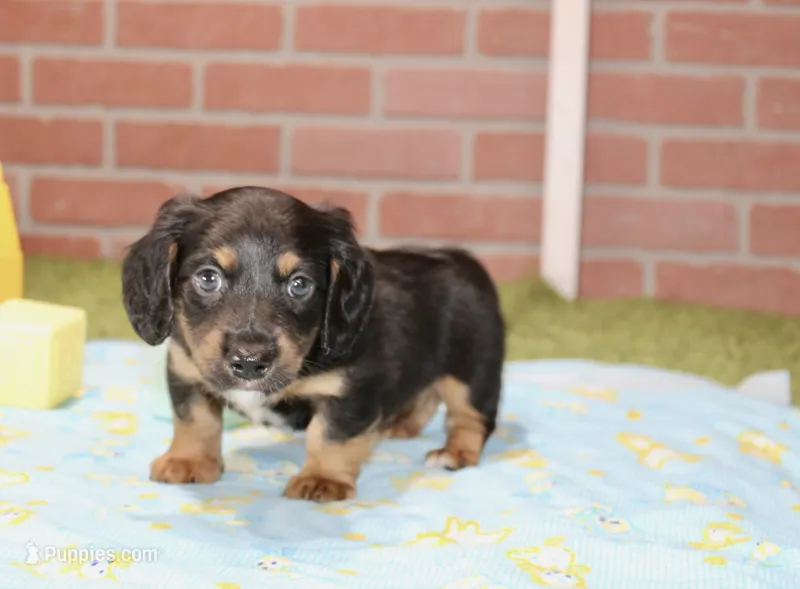 BLACK/TAN MALE 191 – Miniature Dachshund puppy for sale in Pittsburg, KS