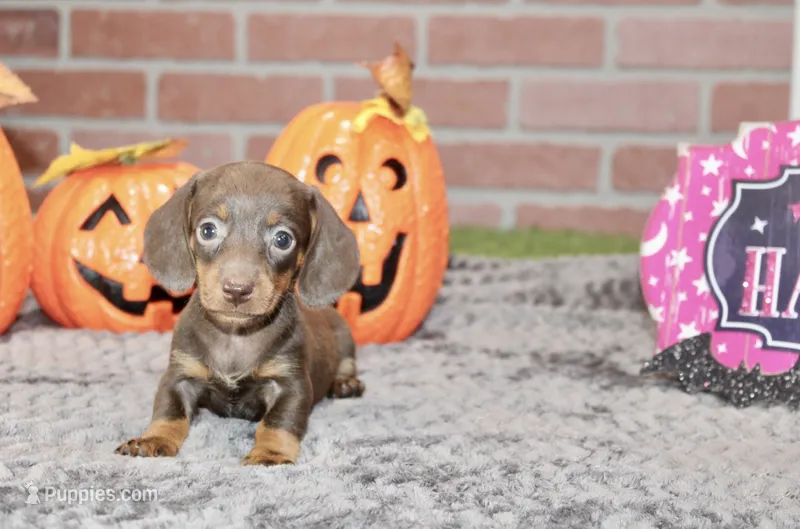 CHOCOLATE/TAN FEMALE DACHSHUND 3218 – Miniature Dachshund puppy for sale in Pittsburg, KS