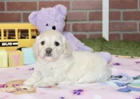 CREAM FEMALE COCKAPOO 203, a female Cockapoo for sale in Pittsburg, KS – 2 of 4