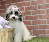 WHITE AND MERLE FEMALE COCKAPOO 968, a female Cockapoo for sale in Pittsburg, KS – 3 of 10