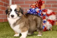 SABLE/WHITE MALE 986, a male Australian Shepherd and Pembroke Welsh Corgi for sale in Pittsburg, KS – 4 of 4