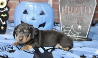 BLACK/TAN MALE DACHSHUND 2970, a male Miniature Dachshund for sale in Pittsburg, KS – 4 of 4