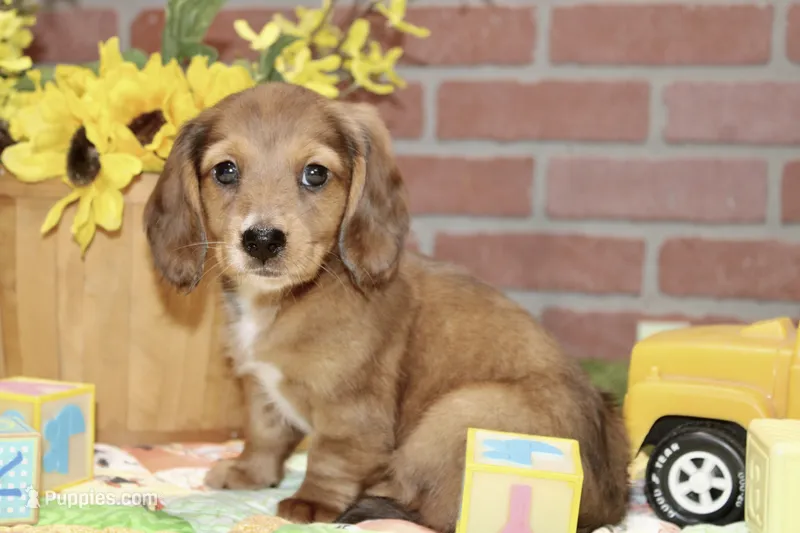 SHADED DAPPLE CREAM MALE DACHSHUND 122 – Miniature Dachshund puppy for sale in Pittsburg, KS