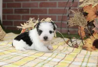 BLACK/WHITE PARTI MORKIE MALE 3036, a male Morkie for sale in Pittsburg, KS – 2 of 5