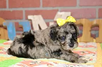 MINI BLUE MERLE FEMALE 965, a female Cockapoo for sale in Pittsburg, KS – 5 of 6