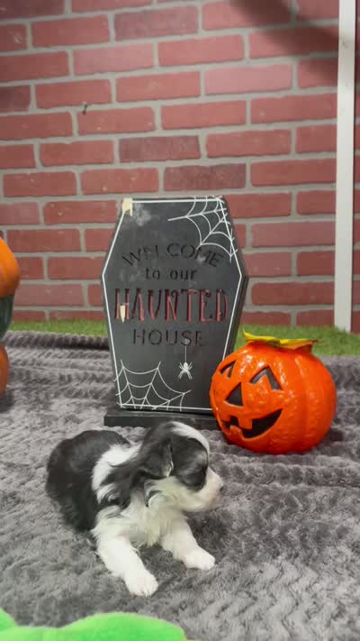 TRI COLORED MORKIE MALE 3026, a male Morkie for sale in Pittsburg, KS – 5 of 5