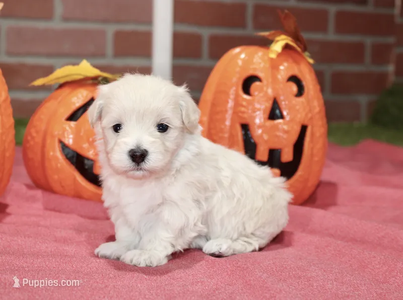 CREAM MALTIPOO MALE 3048 – Maltipoo puppy for sale in Pittsburg, KS
