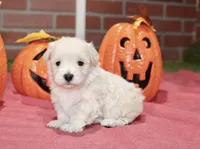 CREAM MALTIPOO MALE 3048, a male Maltipoo for sale in Pittsburg, KS – 1 of 5