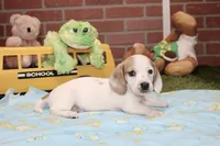 CREAM PIEBALD MALE DACHSHUND 123, a male Miniature Dachshund for sale in Pittsburg, KS – 3 of 4