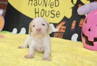 CREAM/WHITE PIED FEMALE DACHSHUND 025, a female Miniature Dachshund for sale in Pittsburg, KS – 4 of 5