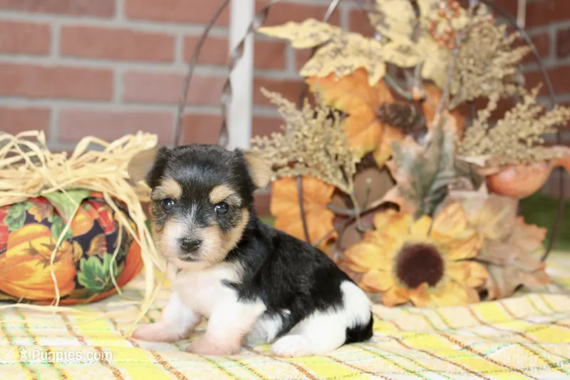 TRI MORKIE FEMALE 3038 – Morkie puppy for sale in Pittsburg, KS
