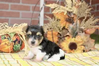 TRI MORKIE FEMALE 3038, a female Morkie for sale in Pittsburg, KS – 1 of 5