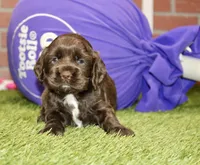 CHOCOLATE FEMALE COCKER 089, a female Cocker Spaniel for sale in Pittsburg, KS – 1 of 4