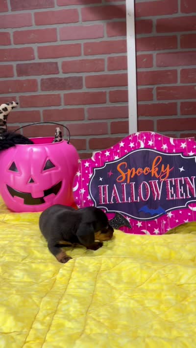 BLACK/TAN FEMALE DACHSHUND 3219, a female Miniature Dachshund for sale in Pittsburg, KS – 5 of 5