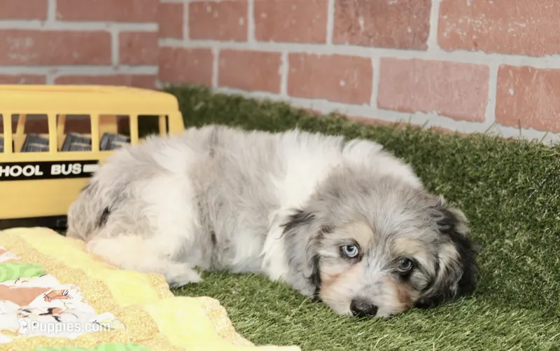 BLUE MERLE/WHITE MALE COCKAPOO 101 – Cockapoo puppy for sale in Pittsburg, KS